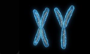 Мужской хромосоме приказали долго жить Что такое кариотип