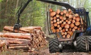 Состояние лесной промышленности в россии, перспективы и проблемы развития